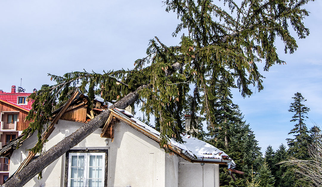 Whose homeowners insurance pays for the damage caused by falling trees – mine or my neighbors?